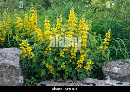 Jardin Salicaire (Lysimachia vulgaris) Banque D'Images