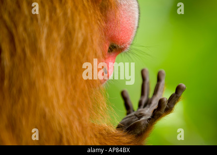 La main de singe rouge UAKARI Cacajao calvus ucayalii prisonnier Banque D'Images