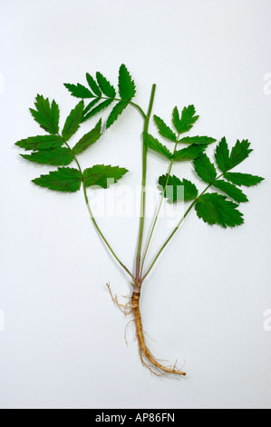 Anis (Pimpinella major) plante avec les racines et les feuilles studio photo Banque D'Images