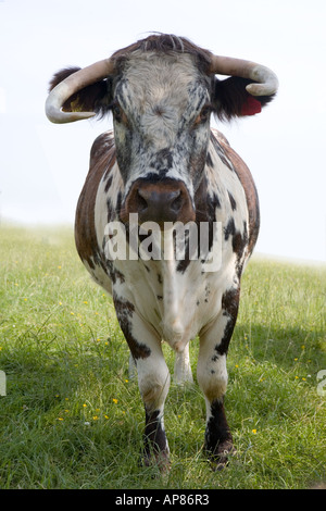 Shot verticale longue corne de vache dans domaine Banque D'Images