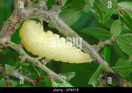 Machaon machaon voile rare ou Pear Tree (Iphiclides podalirius) machaon chenille peu avant la nymphose Banque D'Images