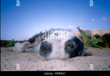 Chien couché sur la plage, Braciosa, Îles Canaries, Espagne Banque D'Images