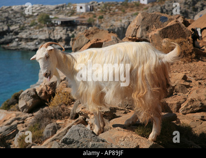 Chèvre blanche qui sort sa langue de la côte sud ouest de la Crète Banque D'Images