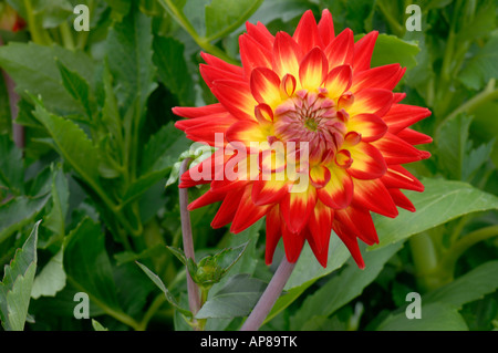 Le dahlia (Dahlia), la variété hybride:Karma Bon Bini, fleur Banque D'Images