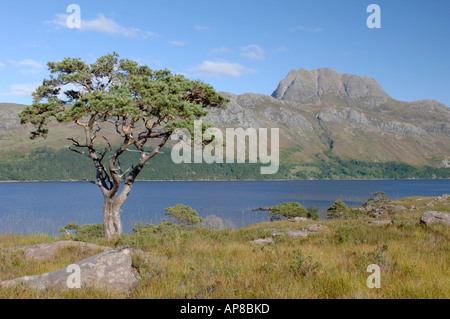 Pin solitaire, Loch Maree & Slioch Mountain Kinlochewe, Wester Ross. Highlands écossais. XPL 3515-342 Banque D'Images