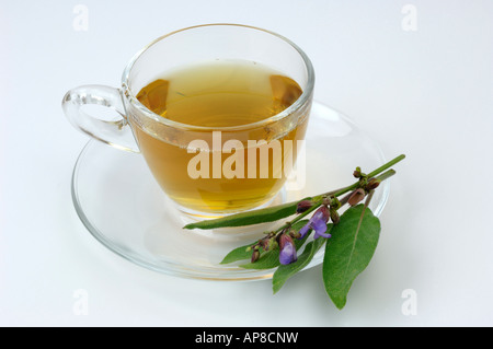 La sauge (Salvia officinalis) une tasse de thé et les feuilles studio photo Banque D'Images