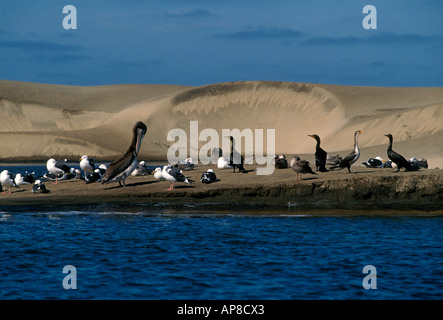 Pélicans, cormorans, mouettes, oiseaux de mer, oiseaux aquatiques, oiseaux migrateurs, oiseaux aquatiques, de la faune, Magdalena Bay, l'État de Baja California Sur, Mexique Banque D'Images