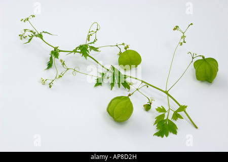 Ballon Coeur de vigne (Cardiospermum halicacabum pois) twig studio photo Banque D'Images