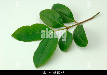 Arbre généalogique Kath khat (Catha edulis) avec des feuilles des rameaux studio photo Banque D'Images