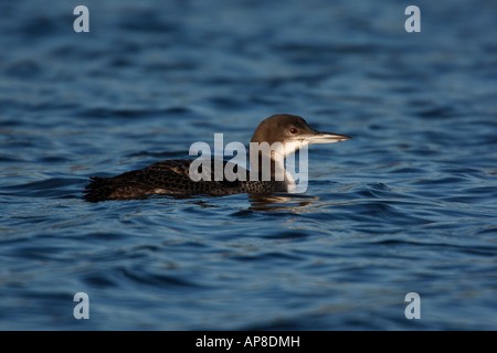 La great northern diver Gavia immer hiver Staffordshire Banque D'Images