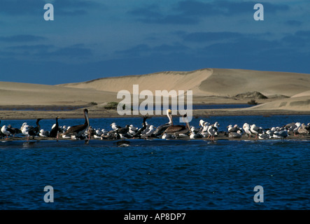 Pélicans, cormorans, mouettes, oiseaux de mer, oiseaux aquatiques, oiseaux migrateurs, oiseaux aquatiques, de la faune, Magdalena Bay, l'État de Baja California Sur, Mexique Banque D'Images