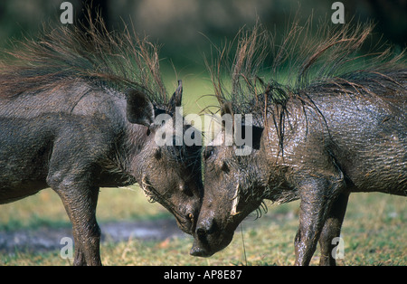 Deux des phacochères (Phacochoerus africanus) combats en forêt, Etosha, Namibie Banque D'Images