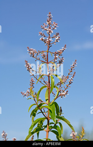 La Verveine, Citron Beebrush (Lippia citriodora, Aloysia triphylla), la floraison Banque D'Images