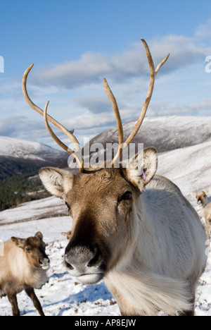 Le renne (Rangifer tarandus), femme, et son veau, hiver Banque D'Images