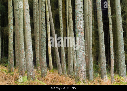 La texture de ces troncs de pins naturellement de créer une forte image de l'art graphique lumineux belle lumière douce et une sombre fo Banque D'Images