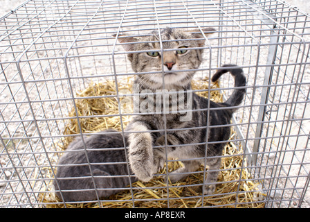 Chatons en cage Banque D'Images