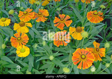 Sneezeweed Helenium autumnale (commune), variété : Baudirektor Linne Banque D'Images