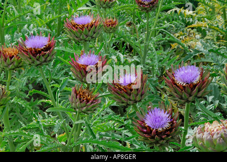 Artichaut (Cynara scolymus), la floraison Banque D'Images