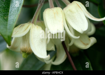 Clematis urophylla Beauté d'hiver à la fin de janvier Banque D'Images