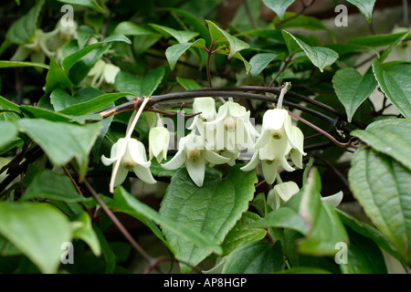 Clematis urophylla Beauté d'hiver à la fin de janvier Banque D'Images