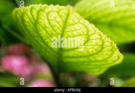 Close up of fortement dentelées et rétroéclairé feuilles veinées de mophead Hydrangea macrophylla Niedersachsen avec au-delà de la floraison rose Banque D'Images