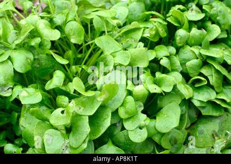 Claytonia pourpier d'hiver en janvier prêt à prendre Banque D'Images