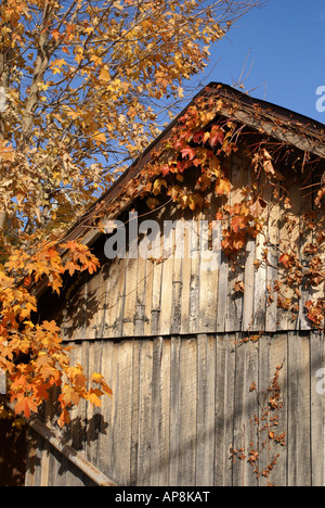 Feuillage d’automne Banque D'Images