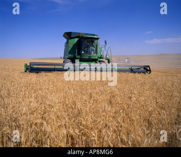 Combinant le BLÉ DE FORCE ROUX DE PRINTEMPS AVEC JOHN DEERE 9600 AVEC HEADROW MONTANA Banque D'Images