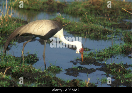 Réorganisation de l'alimentation dans le delta de l'Okavango au Botswana Afrique du Sud Banque D'Images