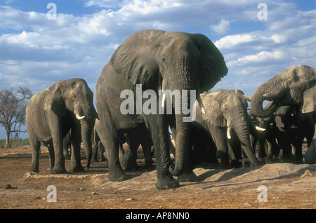 Troupeau de la famille éléphant boire au point d'eau près de Savuti Camp du Parc National de Chobe au Botswana Banque D'Images