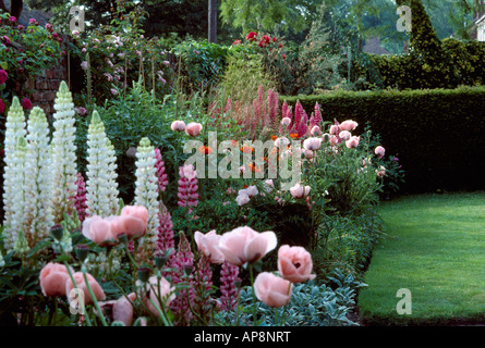 Mme Perry Rose Papaver orientale lupins blancs avec jardin en été border Banque D'Images