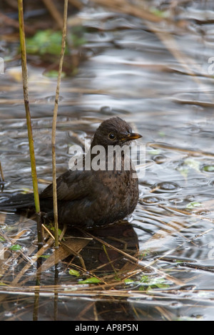 BLACKBIRD Turdus merula BAIGNADE EN PISCINE BOIS Banque D'Images