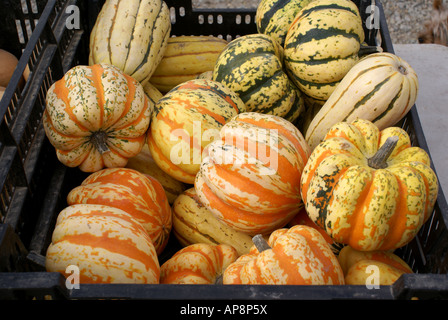 Citrouilles ornementales Banque D'Images