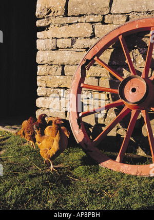 Dh Farm Museum ORKNEY CORRIGALL Roue et poules