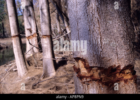 Ft. Lauderdale, en Floride. Pin australien Casuarina equisetifolia ceinturés de tuer l'arbre, une espèce envahissante. Banque D'Images