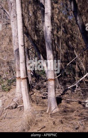 Ft. Lauderdale, en Floride. Pin australien, Casuarina equisetifolia, ceinturés de tuer l'arbre, une espèce envahissante. Banque D'Images