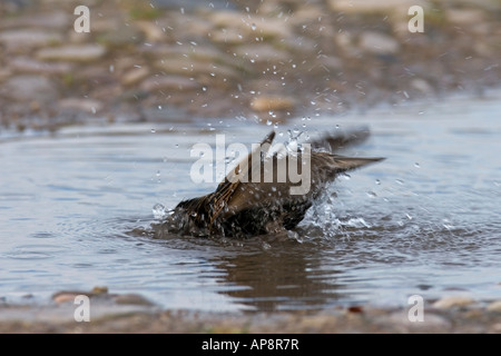 STARLING STERNUS VULGARIS ECHELLE IN PUDDLE Banque D'Images