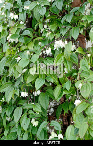 Clematis urophylla Beauté d'hiver à la fin de janvier Banque D'Images