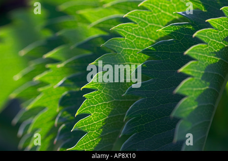 Melianthus major Banque D'Images