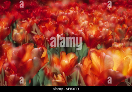 Tulipes. Champ de focalisation sélectif des tulipes rouges et jaunes dans le sol qui fleurit en mai. Jardin de printemps au jardin botanique de New York à New York Banque D'Images