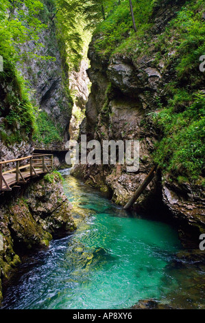 Les Gorges de Vintgar près de Bled en Slovénie Banque D'Images