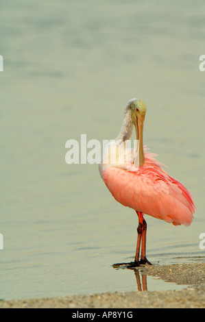 Une Spatule rosée se dresse sur le bord de l'eau se lissant ses plumes Banque D'Images