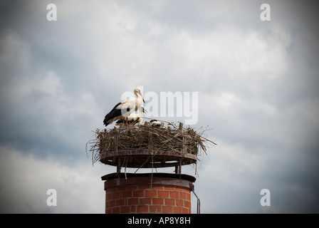 Cigogne Blanche (Ciconia ciconia) nichent sur cheminée en Bavière, Allemagne Banque D'Images