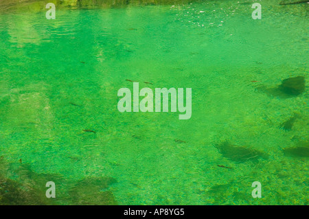 Rivière de la truite dans les gorges de Vintgar près de Bled en Slovénie Banque D'Images