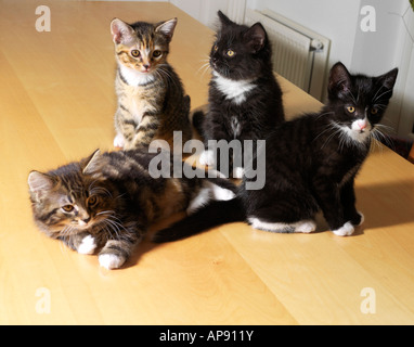 Quatre Chatons Tabby Deux et deux noir et blanc Banque D'Images