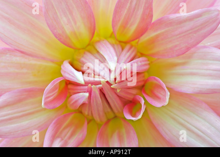 Belle fleur de chrysanthème jaune et rose Banque D'Images