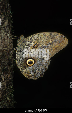 Papillon géant de la forêt (Caligo eurilochus) assis sur le tronc d'arbre la nuit, parc national de Madidi, Bolivie Banque D'Images