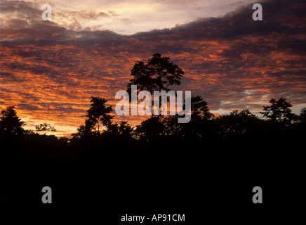 Couche d'arbres Emergeant dans la forêt amazonienne au coucher du soleil, près d'Iquitos, Pérou Banque D'Images