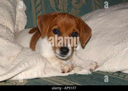 Jack Russell Terrier puppy couché sur des coussins Banque D'Images