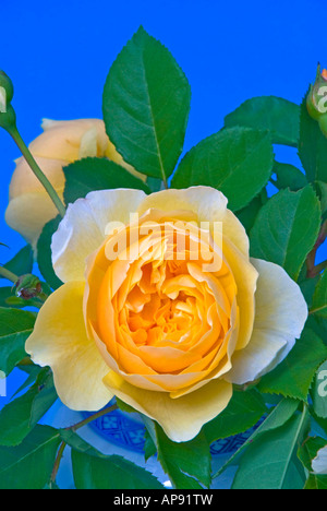 David Austin rose jaune variété Graham Thomas Banque D'Images